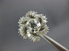 ESTATE LARGE 2.0CT OLD MINE DIAMOND 18KT WHITE GOLD 3D FLOWER ENGAGEMENT RING